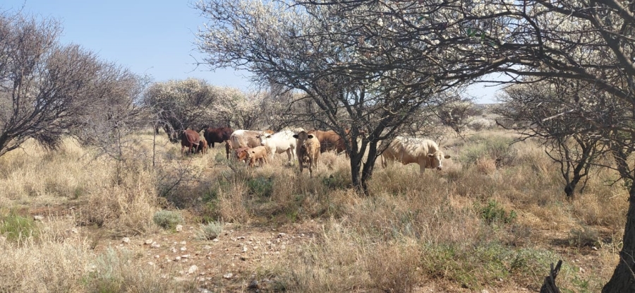 Commercial Property for Sale in Douglas Rural Northern Cape